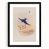 Vintage Animal Art - Swallows in Flight - Retro Animal Prints