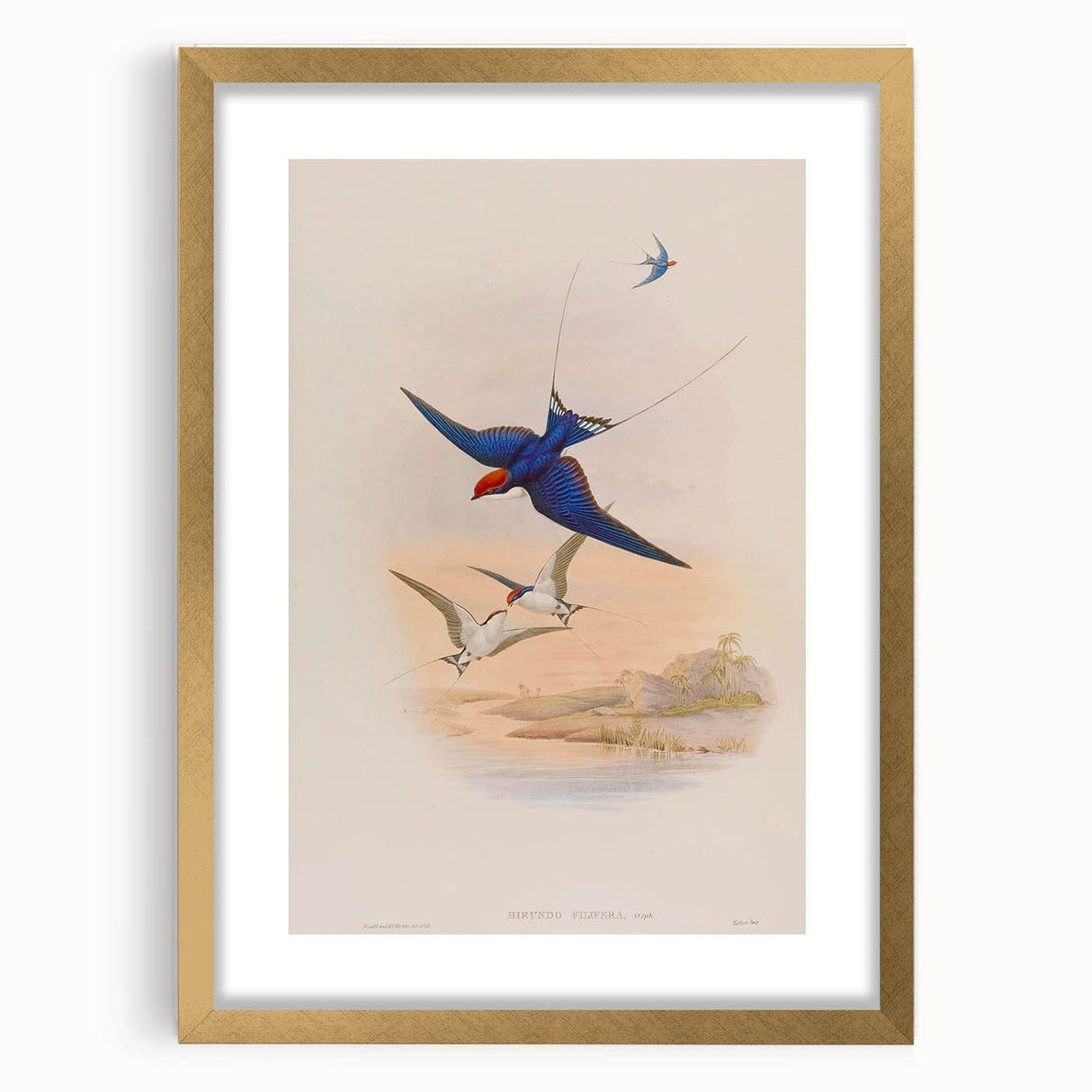 Vintage Animal Art - Swallows in Flight - Retro Animal Prints