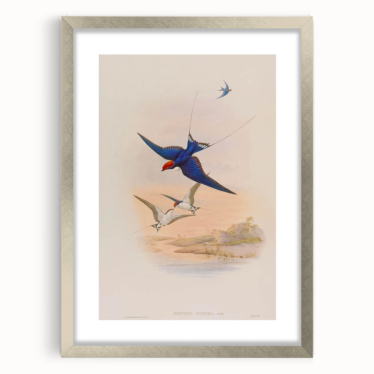 Vintage Animal Art - Swallows in Flight - Retro Animal Prints