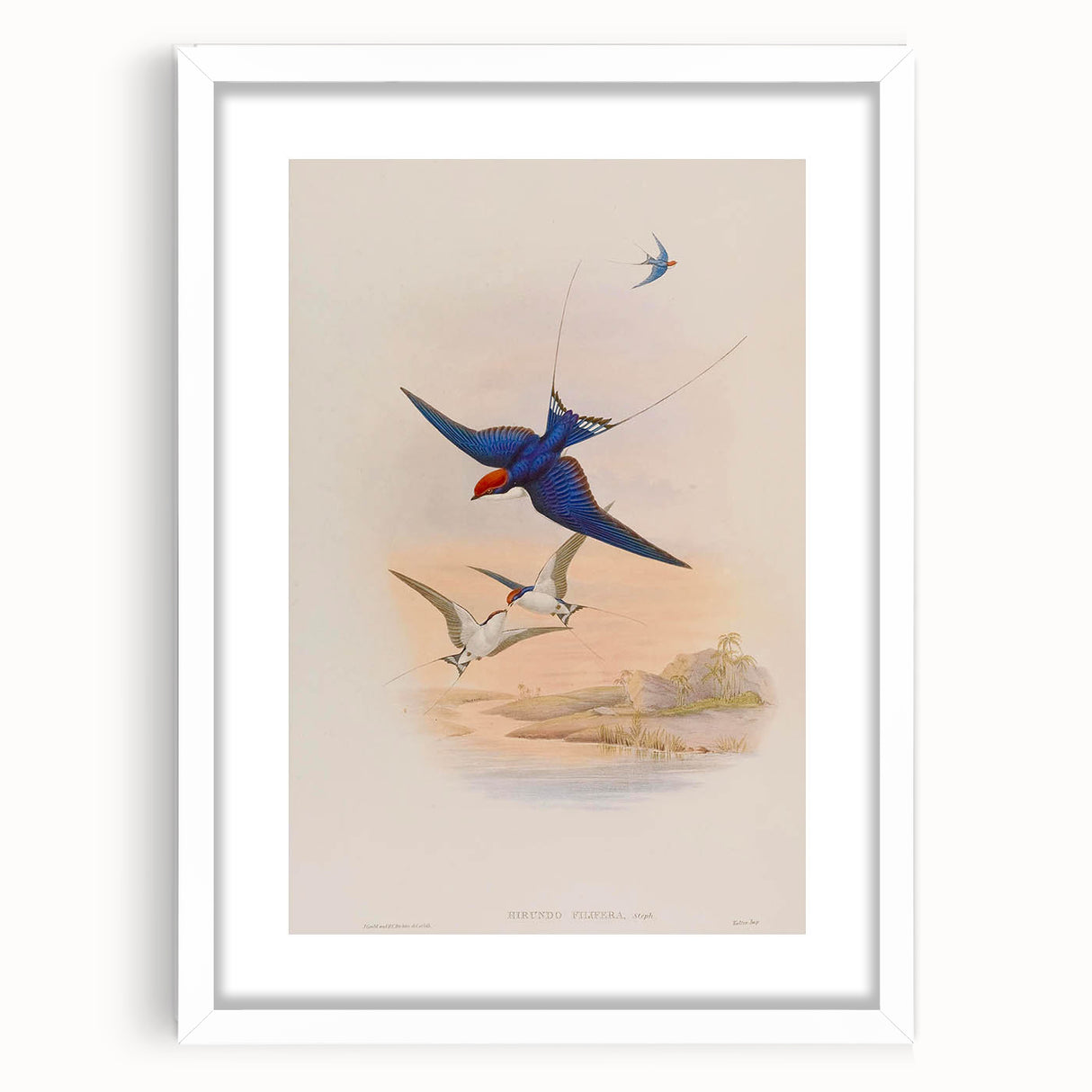 Vintage Animal Art - Swallows in Flight - Retro Animal Prints