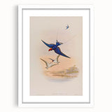 Vintage Animal Art - Swallows in Flight - Retro Animal Prints