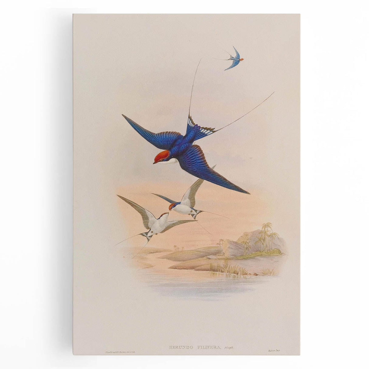 Vintage Animal Art - Swallows in Flight - Retro Animal Prints