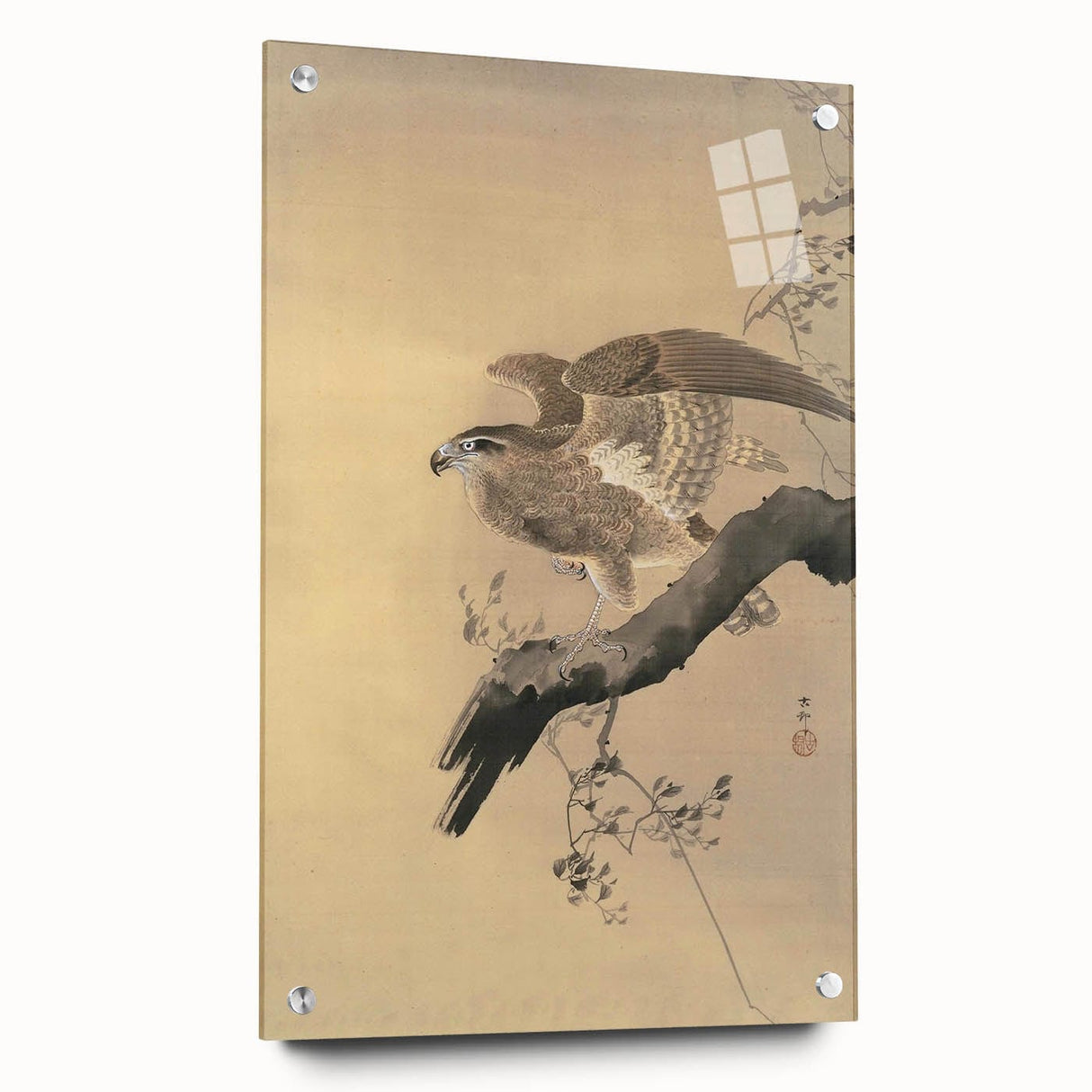 Vintage Animal Art - Hawk on Branch - Retro Animal Prints