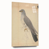 Vintage Animal Art - Hawk in Detail - Retro Animal Prints