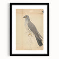 Vintage Animal Art - Hawk in Detail - Retro Animal Prints