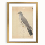Vintage Animal Art - Hawk in Detail - Retro Animal Prints