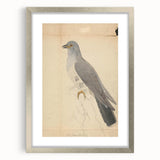 Vintage Animal Art - Hawk in Detail - Retro Animal Prints