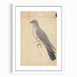 Vintage Animal Art - Hawk in Detail - Retro Animal Prints