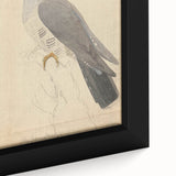 Vintage Animal Art - Hawk in Detail - Retro Animal Prints