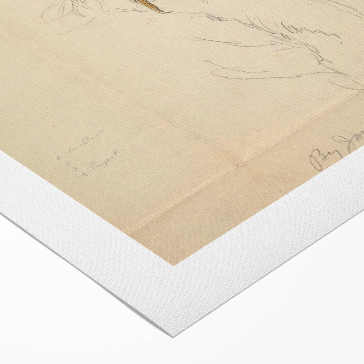 Vintage Animal Art - Hawk in Detail - Retro Animal Prints