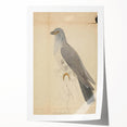 Vintage Animal Art - Hawk in Detail - Retro Animal Prints