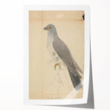 Vintage Animal Art - Hawk in Detail - Retro Animal Prints