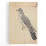 Vintage Animal Art - Hawk in Detail - Retro Animal Prints