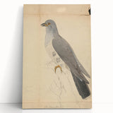 Vintage Animal Art - Hawk in Detail - Retro Animal Prints