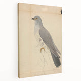 Vintage Animal Art - Hawk in Detail - Retro Animal Prints