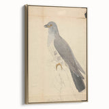 Vintage Animal Art - Hawk in Detail - Retro Animal Prints