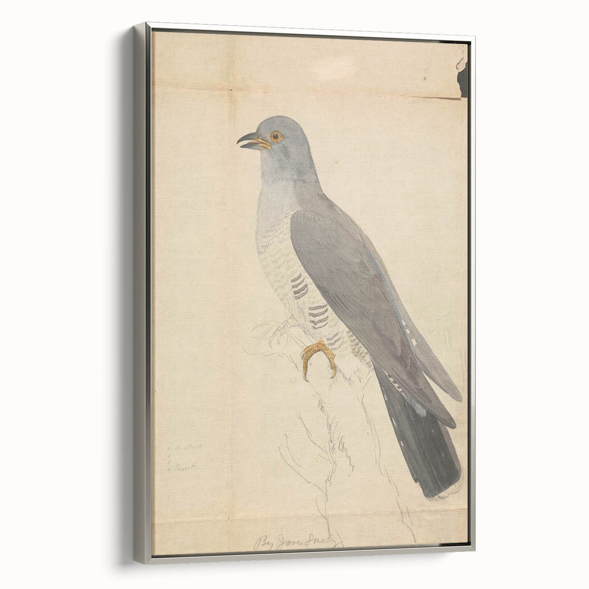 Vintage Animal Art - Hawk in Detail - Retro Animal Prints
