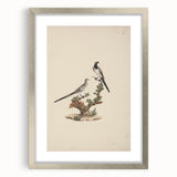 Vintage Animal Art - Birds on Branch - Retro Animal Prints
