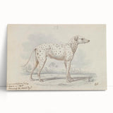 Vintage Animal Art – Handcrafted Dalmatian Dog Illustration