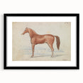 Vintage Horse Illustration - Elegant Animal Wall Art Print
