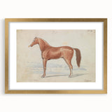 Vintage Horse Illustration - Elegant Animal Wall Art Print