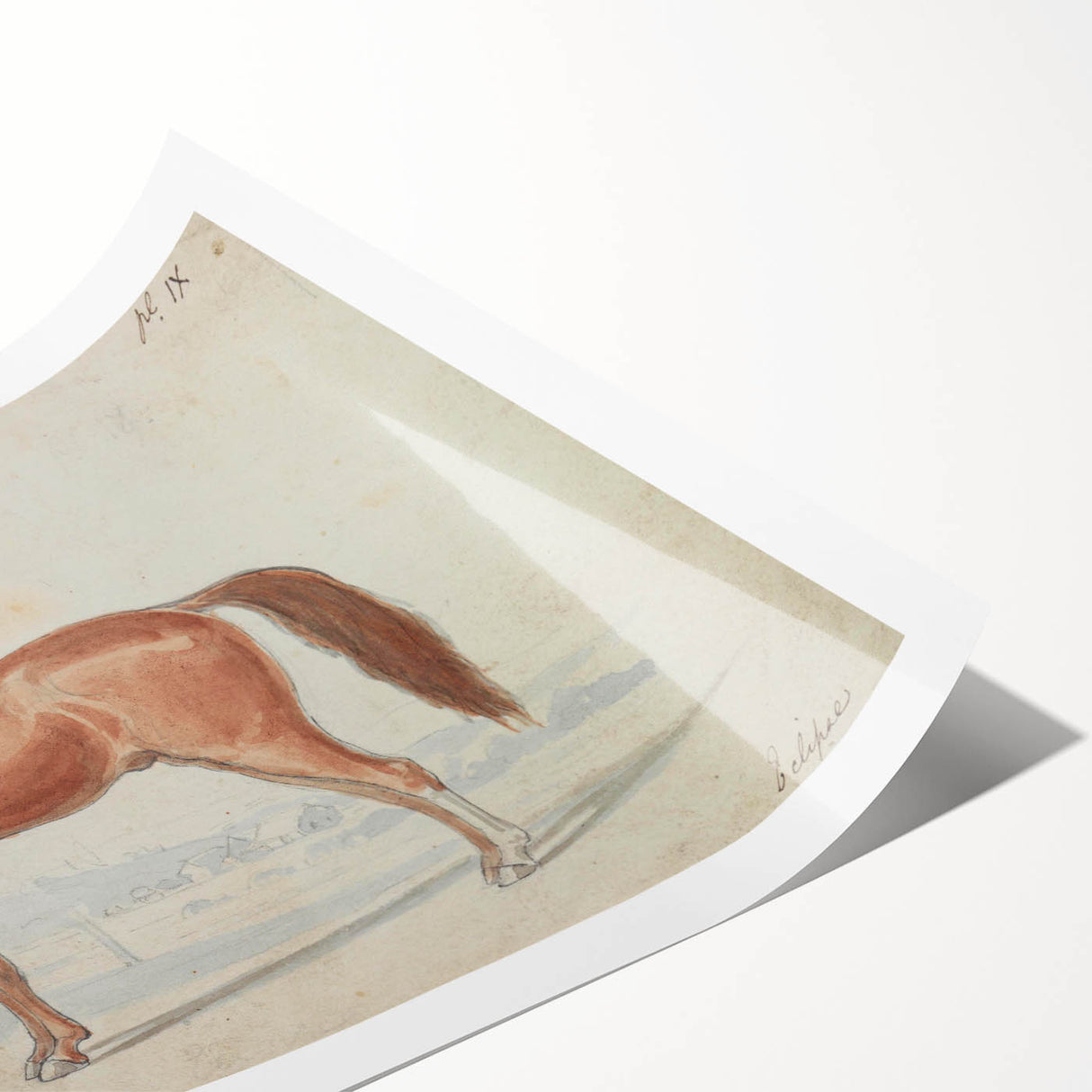 Vintage Horse Illustration - Elegant Animal Wall Art Print