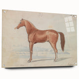 Vintage Horse Illustration - Elegant Animal Wall Art Print