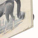 Vintage Black Horse Illustration - Elegant Animal Wall Art Print