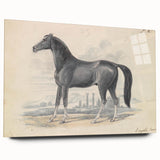 Vintage Black Horse Illustration - Elegant Animal Wall Art Print