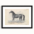 Vintage Black Horse Illustration - Elegant Animal Wall Art Print