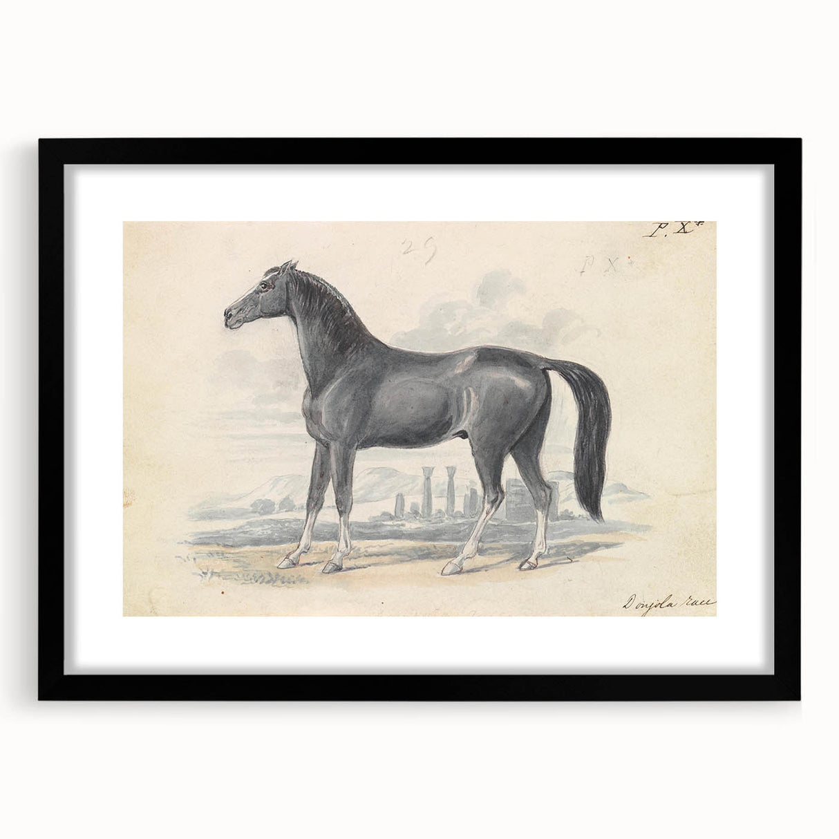 Vintage Black Horse Illustration - Elegant Animal Wall Art Print