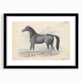 Vintage Black Horse Illustration - Elegant Animal Wall Art Print