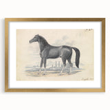 Vintage Black Horse Illustration - Elegant Animal Wall Art Print