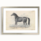 Vintage Black Horse Illustration - Elegant Animal Wall Art Print