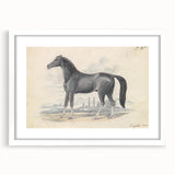 Vintage Black Horse Illustration - Elegant Animal Wall Art Print