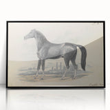 Vintage Black Horse Illustration - Elegant Animal Wall Art Print