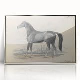 Vintage Black Horse Illustration - Elegant Animal Wall Art Print