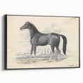 Vintage Black Horse Illustration - Elegant Animal Wall Art Print