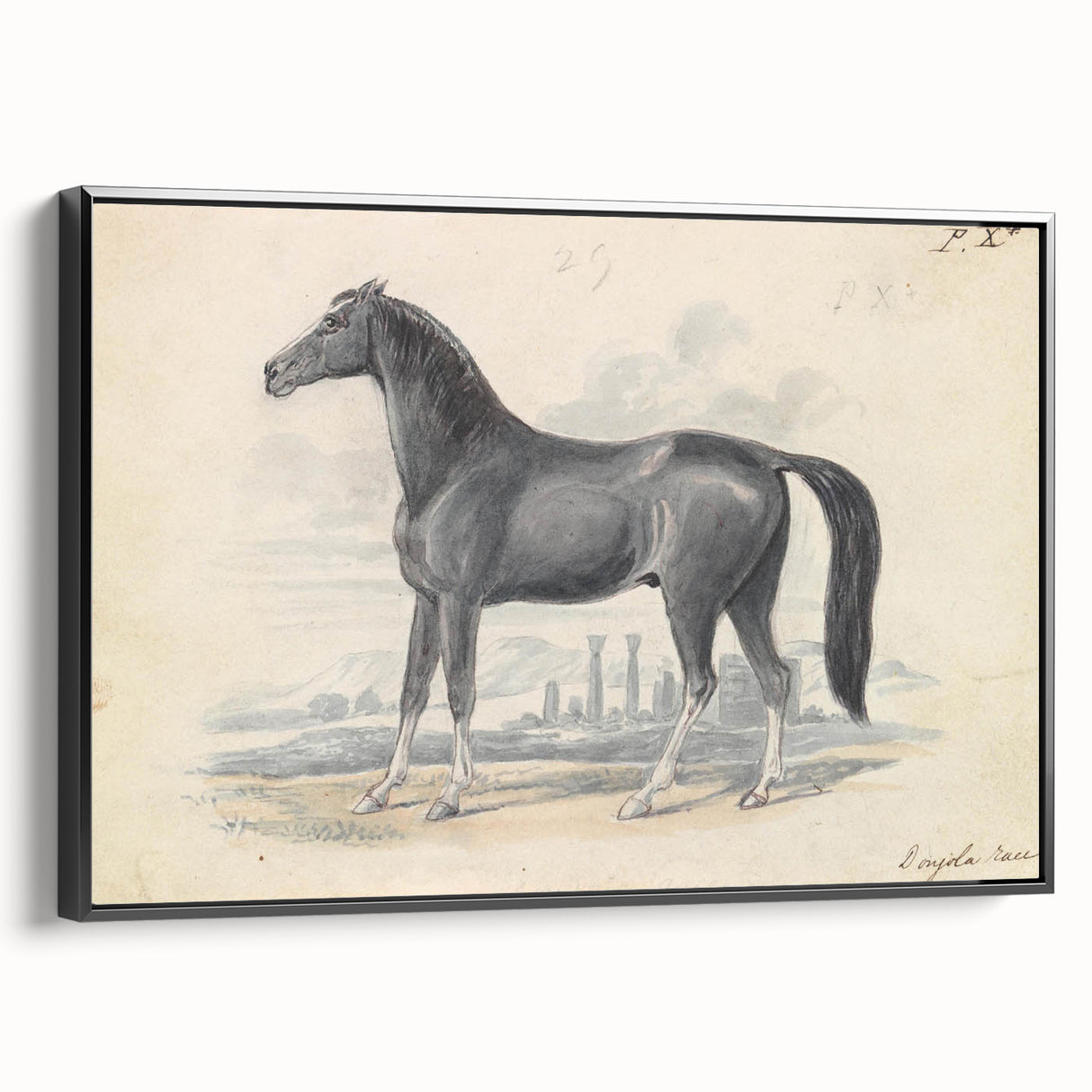 Vintage Black Horse Illustration - Elegant Animal Wall Art Print