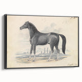 Vintage Black Horse Illustration - Elegant Animal Wall Art Print