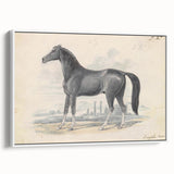 Vintage Black Horse Illustration - Elegant Animal Wall Art Print