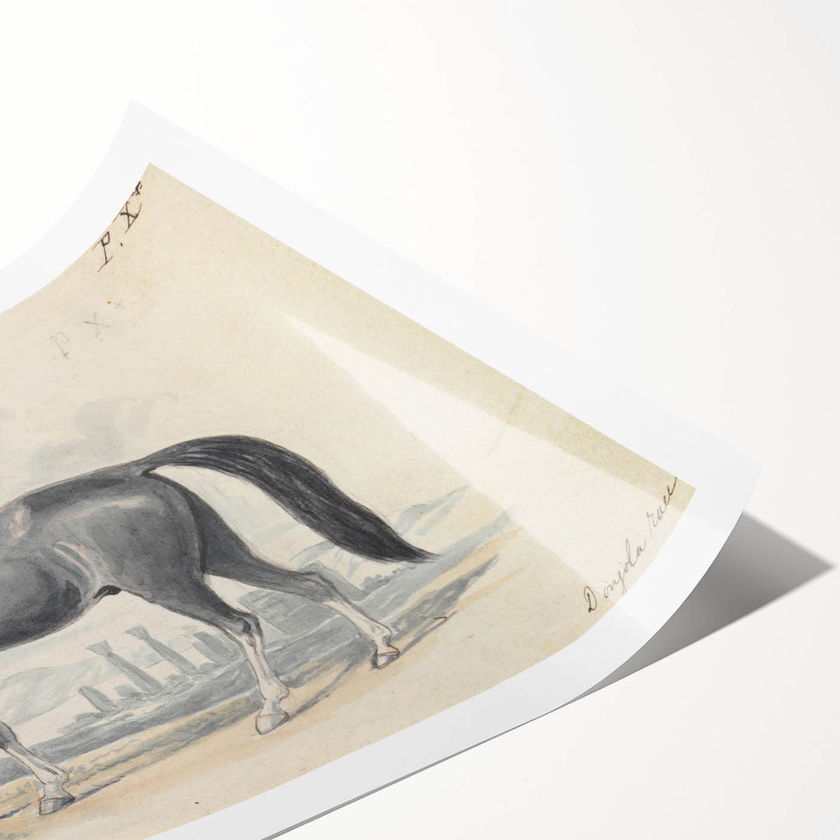 Vintage Black Horse Illustration - Elegant Animal Wall Art Print