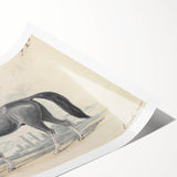 Vintage Black Horse Illustration - Elegant Animal Wall Art Print