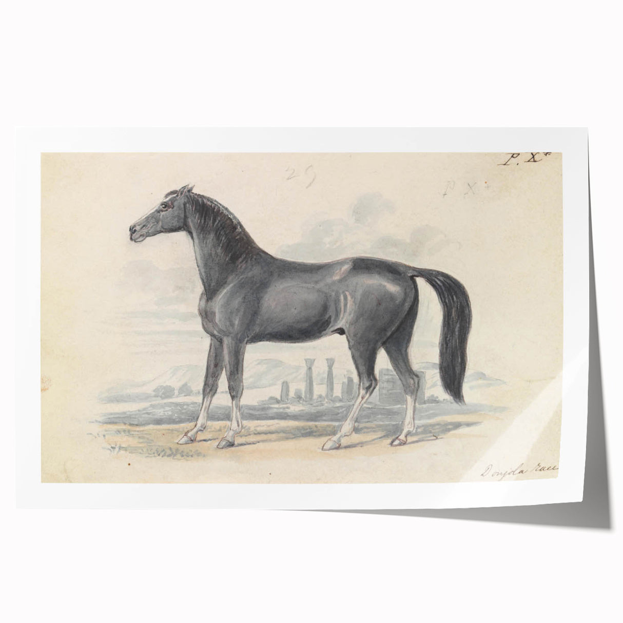 Vintage Black Horse Illustration - Elegant Animal Wall Art Print