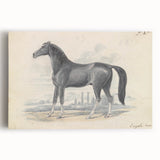 Vintage Black Horse Illustration - Elegant Animal Wall Art Print