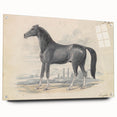 Vintage Black Horse Illustration - Elegant Animal Wall Art Print