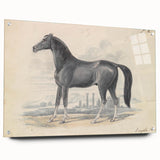 Vintage Black Horse Illustration - Elegant Animal Wall Art Print