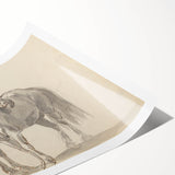 Vintage Horse Duo Illustration - Elegant Animal Wall Art Print