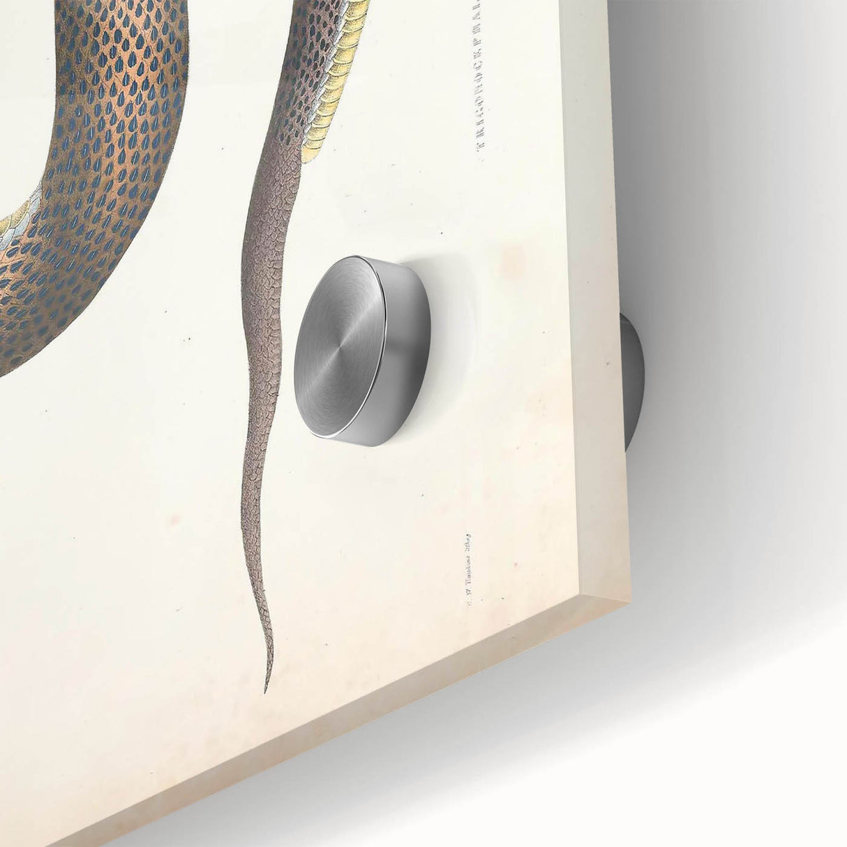 Vintage Animal Art - Retro Snake Illustration Print - Animal Wall Decor