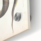 Vintage Animal Art - Retro Snake Illustration Print - Animal Wall Decor